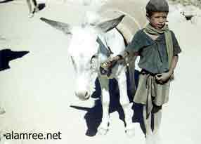 1961  ������