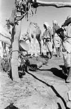 ���� ������ ��� ��� ����