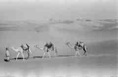 ���� ������ ��� ��� ����