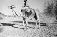 ���� ������ ��� ��� ����