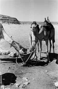 ���� ������ ��� ��� ����