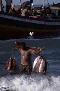 ���� ���� �������  ��� ������� �� ������ ��� 1972� ����� ����� ���� 