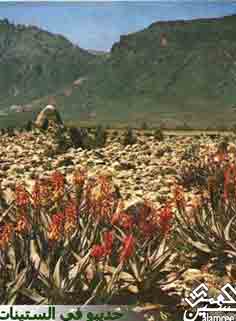 ����� ����� ���1968