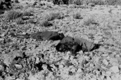 ���� ������ ��� ��� ����