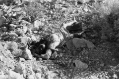 ���� ������ ��� ��� ����